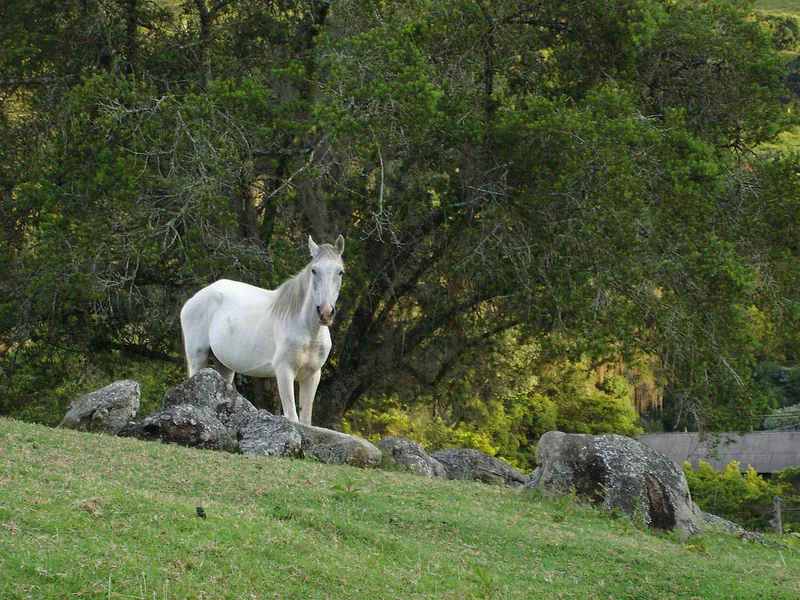 Monte Verde