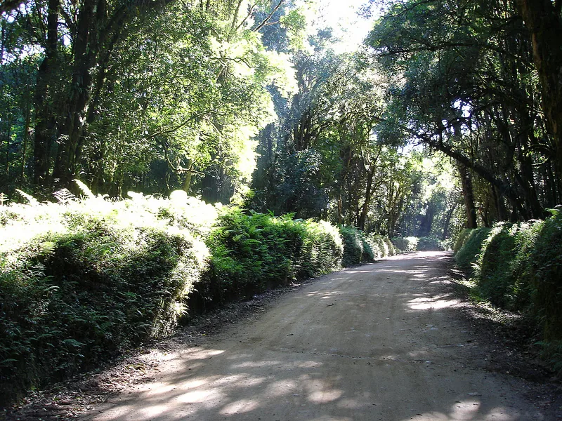 Monte Verde